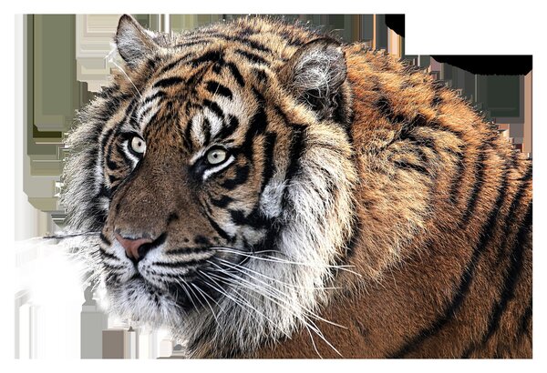 Obraz tigra (90x60 cm)