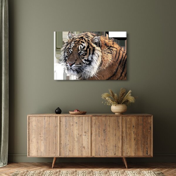 Obraz tigra (90x60 cm)