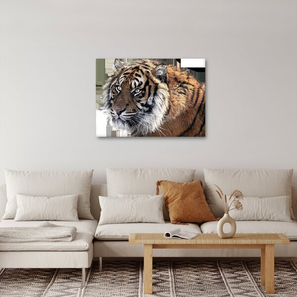 Obraz tigra (70x50 cm)