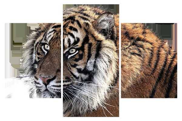 Obraz tigra (90x60 cm)