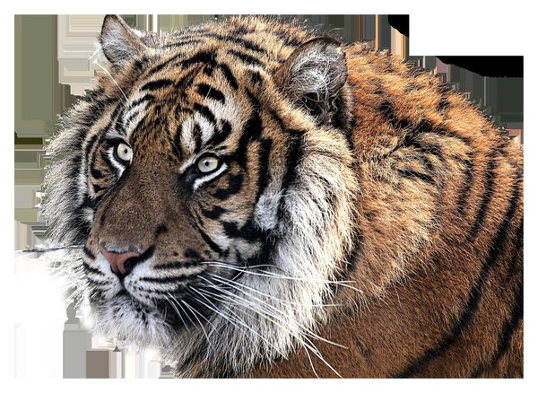 Obraz tigra (70x50 cm)
