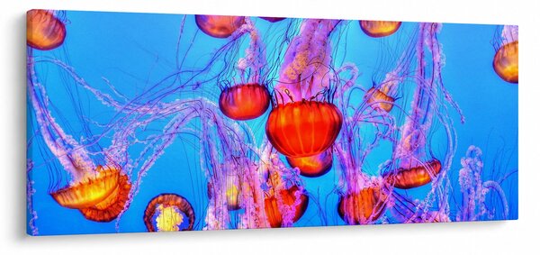 Obraz medúz v mori (120x50 cm)