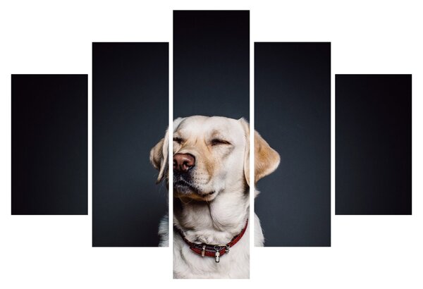 Obraz labradora (150x105 cm)