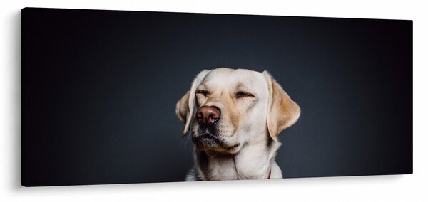 Obraz labradora (120x50 cm)