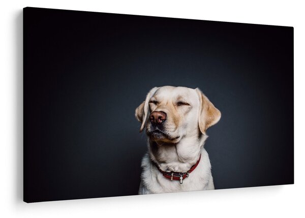 Obraz labradora (90x60 cm)