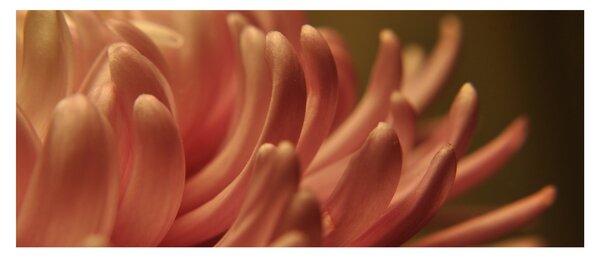 Obraz detailu kvety (120x50 cm)