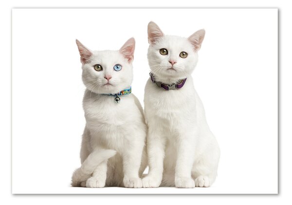 Foto-obraz sklenený horizontálne Biele mačky