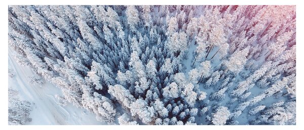 Obraz zasnežených stromov (120x50 cm)