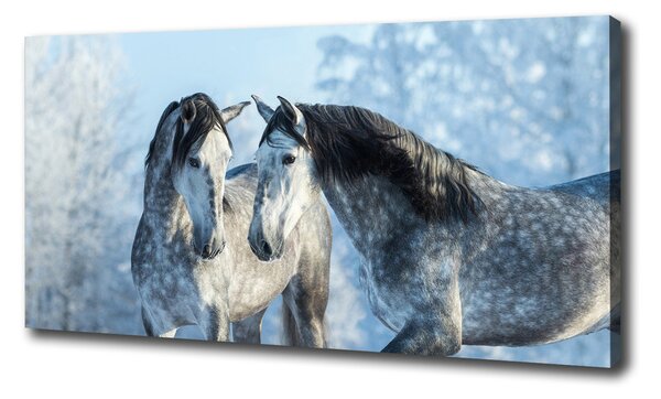 Foto obraz na plátne Zima sivý kôň