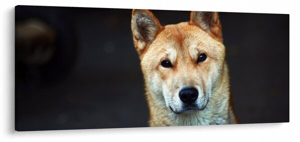Obraz psa (120x50 cm)