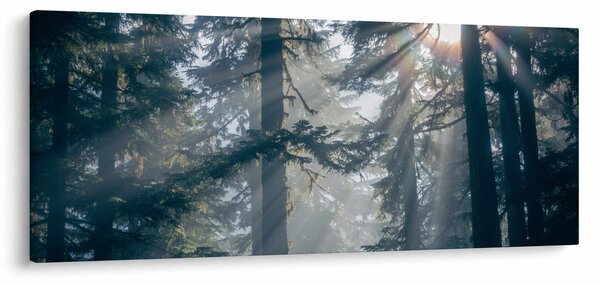 Obraz stromov s presvitajúcim slnkom (120x50 cm)