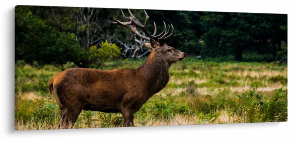 Obraz jeleňa (120x50 cm)