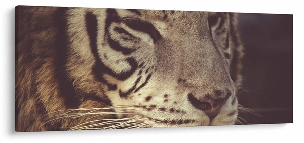 Obraz tigra (120x50 cm)
