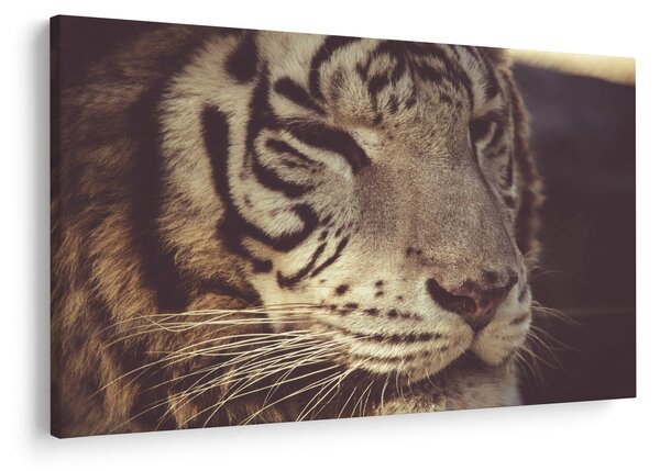 Obraz tigra (90x60 cm)
