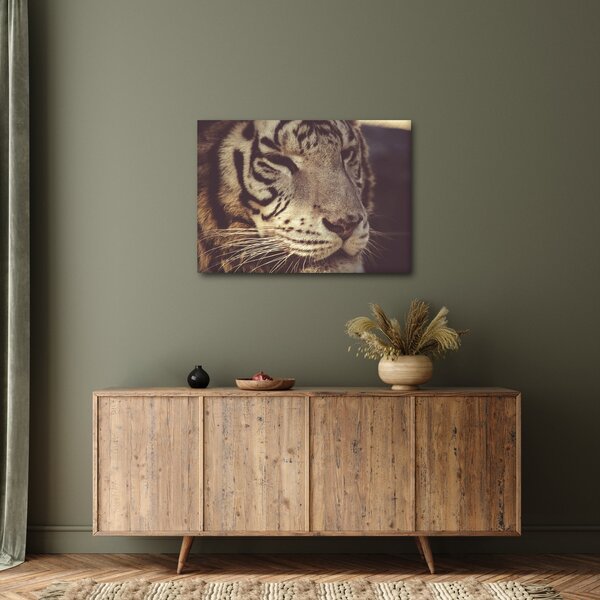 Obraz tigra (70x50 cm)