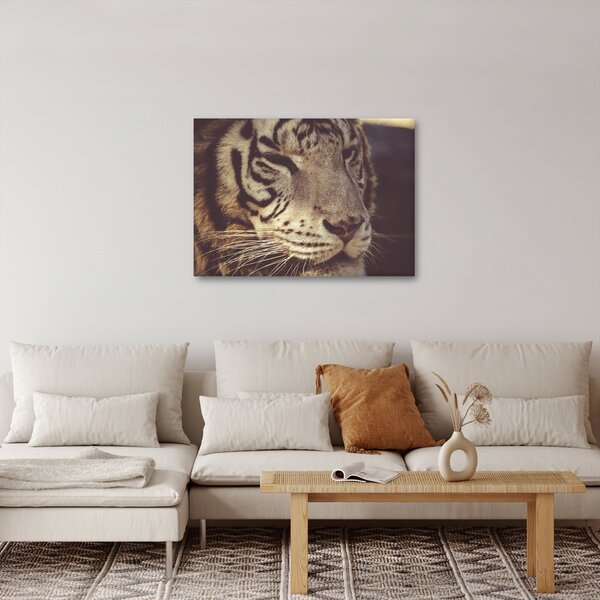 Obraz tigra (70x50 cm)