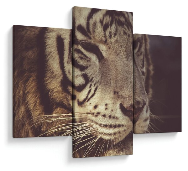 Obraz tigra (90x60 cm)