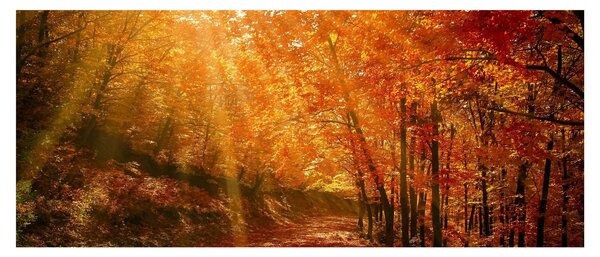 Obraz jesenného lesa (120x50 cm)