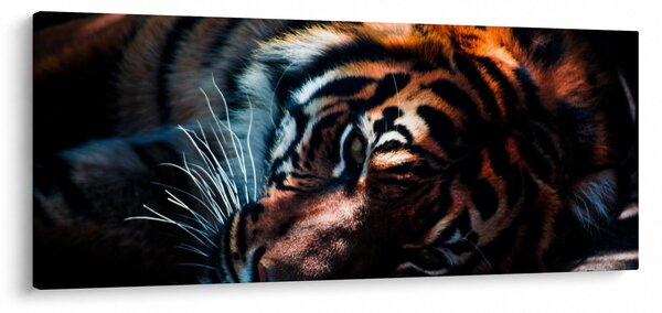 Obraz ležiaceho tigra (120x50 cm)