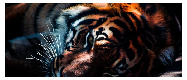 Obraz ležiaceho tigra (120x50 cm)