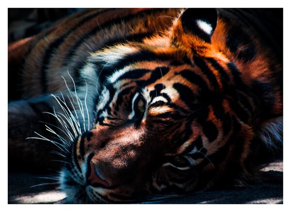 Obraz ležiaceho tigra (70x50 cm)