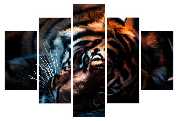 Obraz ležiaceho tigra (150x105 cm)