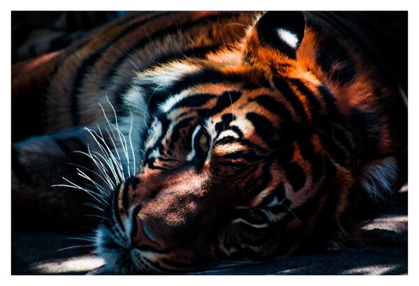 Obraz ležiaceho tigra (90x60 cm)