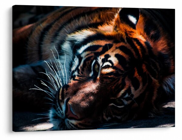 Obraz ležiaceho tigra (70x50 cm)