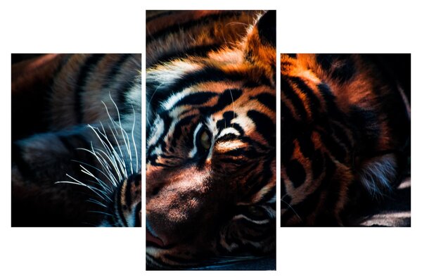 Obraz ležiaceho tigra (90x60 cm)