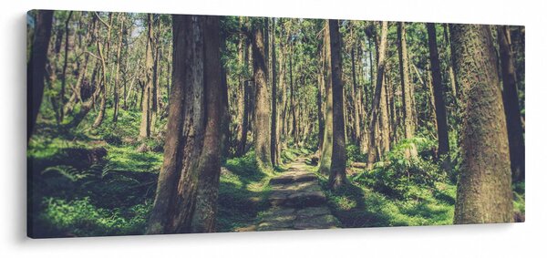 Obraz cesty medzi stromami (120x50 cm)