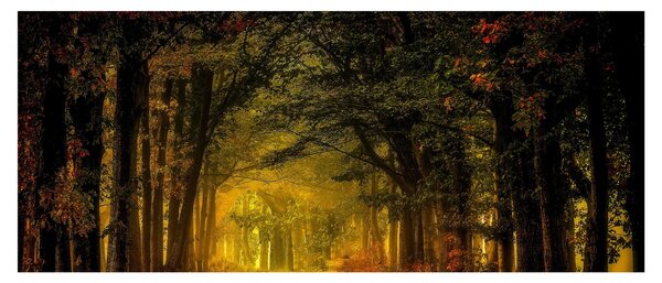 Obraz lesu (120x50 cm)