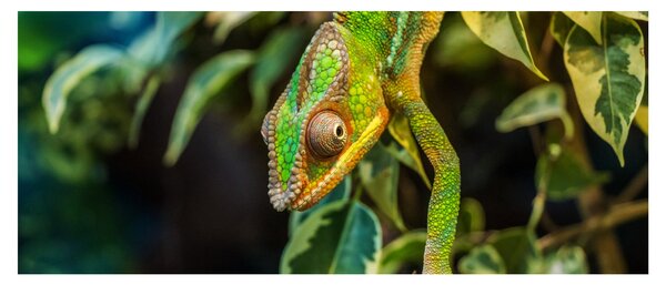 Obraz chameleóna (120x50 cm)