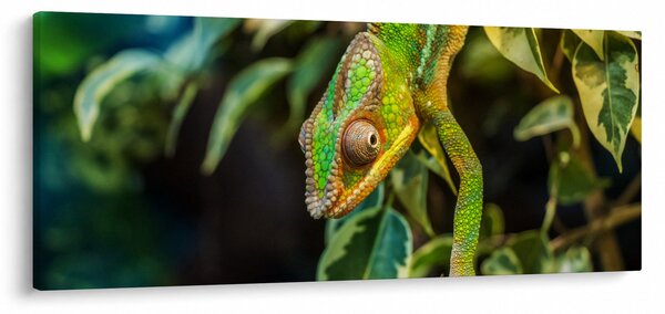 Obraz chameleóna (120x50 cm)