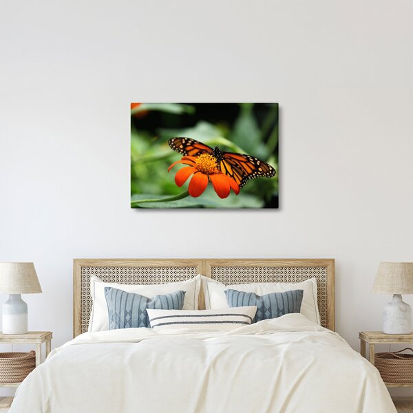 Obraz motýľa na kvetine (70x50 cm)