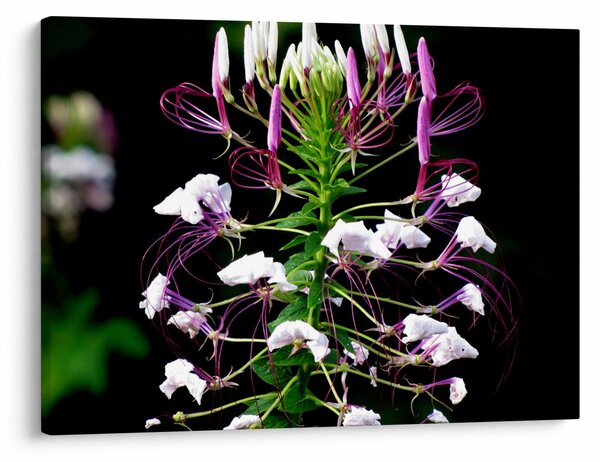 Obraz kvetu (70x50 cm)