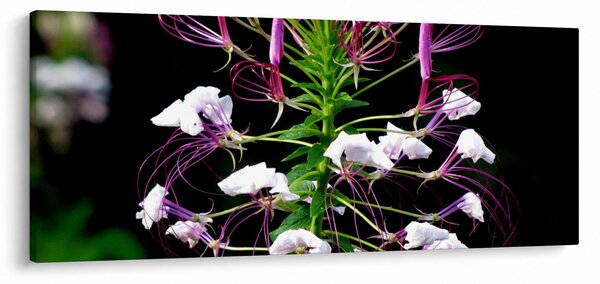 Obraz kvetu (120x50 cm)