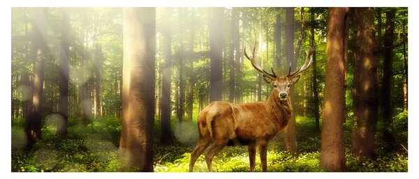 Obraz jeleňa v lese (120x50 cm)