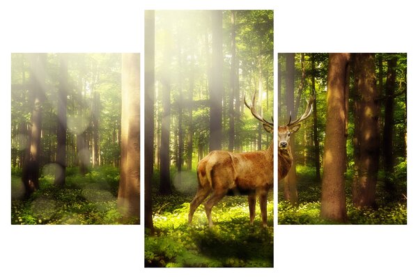Obraz jeleňa v lese (90x60 cm)