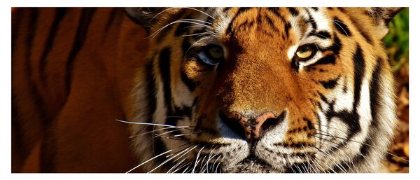 Obraz tigra (120x50 cm)