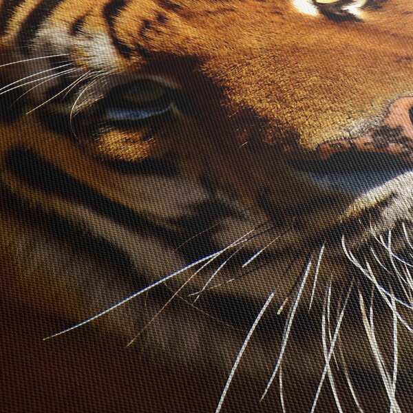 Obraz tigra (90x60 cm)