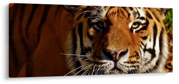 Obraz tigra (120x50 cm)