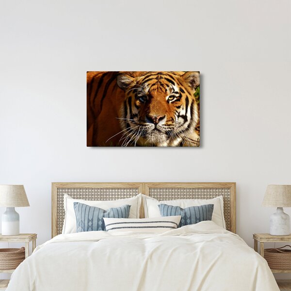 Obraz tigra (90x60 cm)
