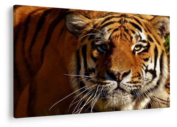 Obraz tigra (90x60 cm)
