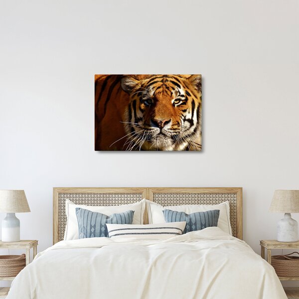 Obraz tigra (70x50 cm)