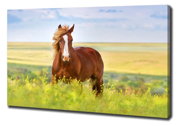 Foto obraz na plátne do obýváčky Hnedý kôň