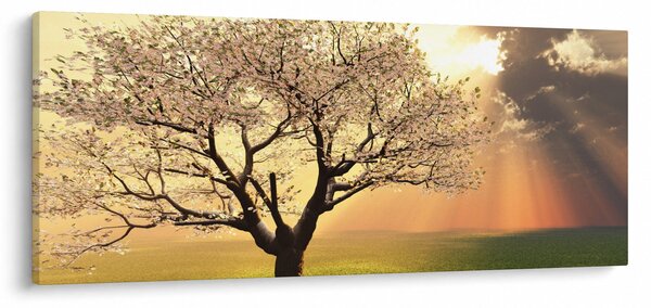 Obraz stromu na lúke (120x50 cm)