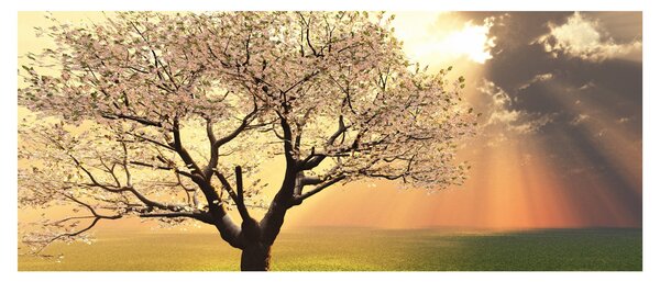 Obraz stromu na lúke (120x50 cm)