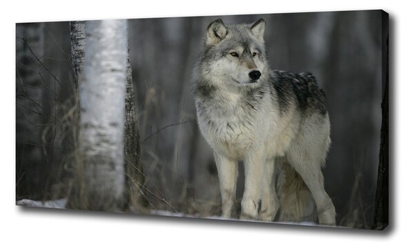 Foto obraz canvas Sivý vlk pl-oc-100x50-f-57875164