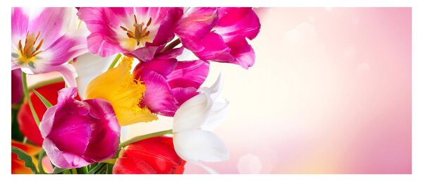 Obraz tulipánov (120x50 cm)