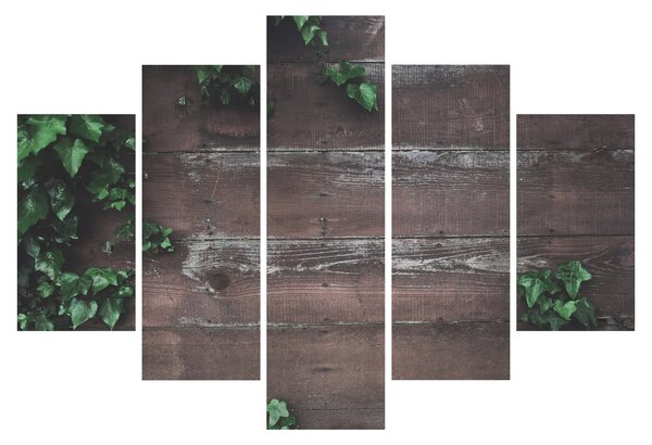 Obraz - Brečtan (150x105 cm)